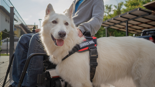 National Service Dog Month