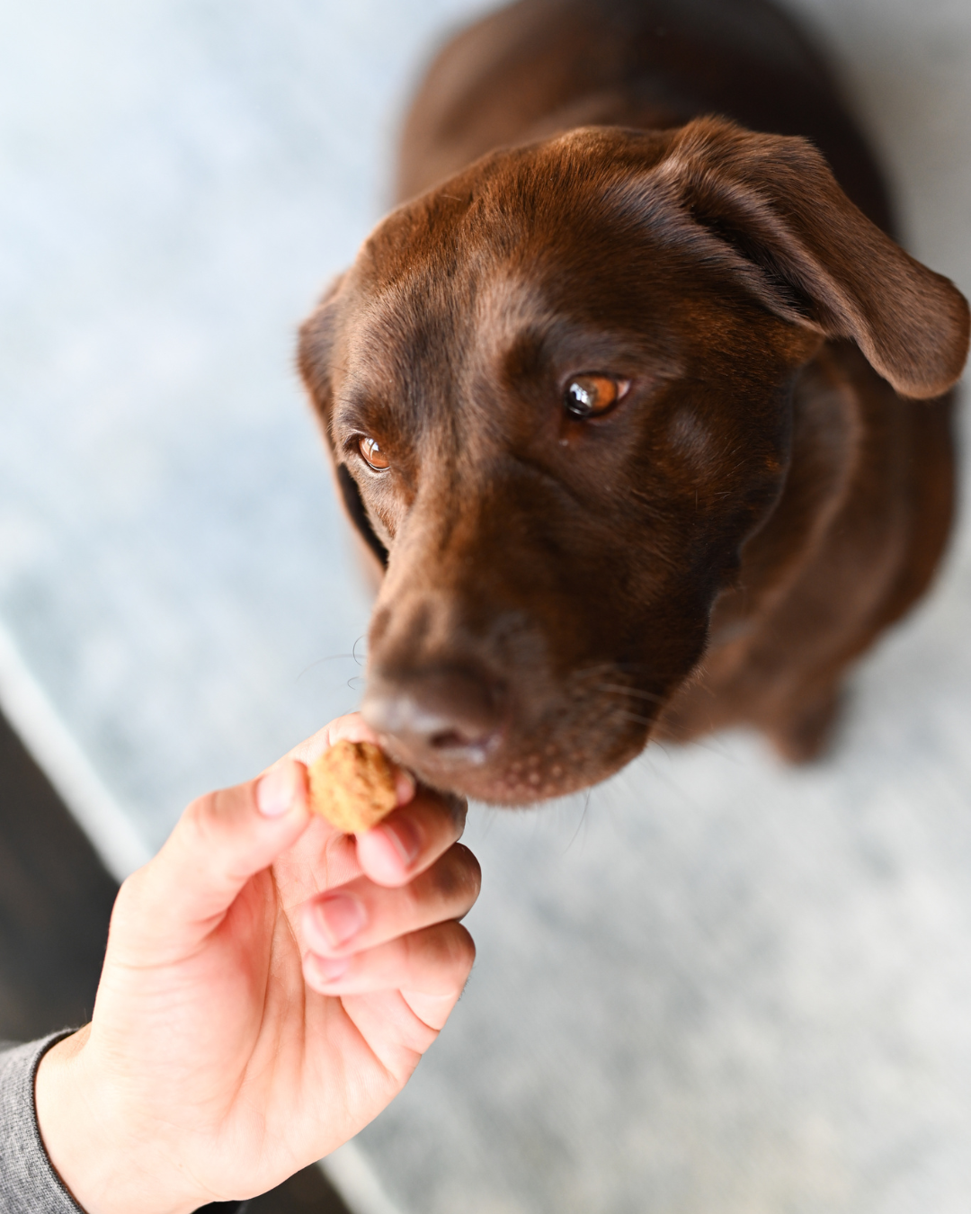750mg Chicken & Sweet Potato Pet Chews