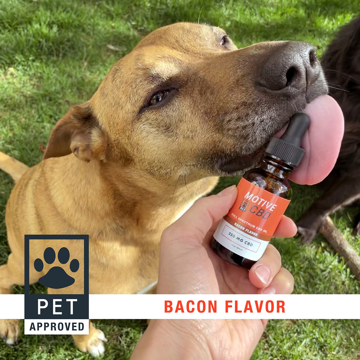 Full Spectrum CBD Oil for Pets 250 mg Bacon Flavor